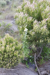 Helichrysum foetidum