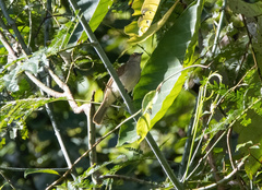 Rubigula erythropthalmos
