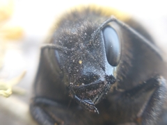 Bombus bellicosus