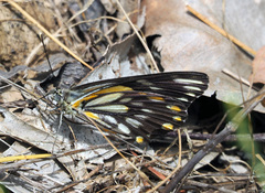 Belenois java teutonia