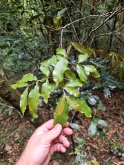 Alectryon subcinereus