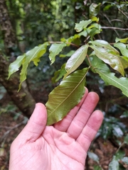 Alectryon subcinereus