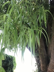 Podocarpus salignus