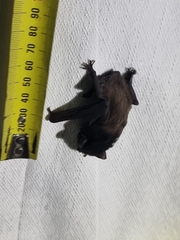 Chalinolobus gouldii