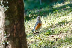 Turdus hortulorum