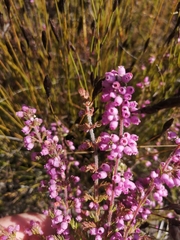 Erica parviflora