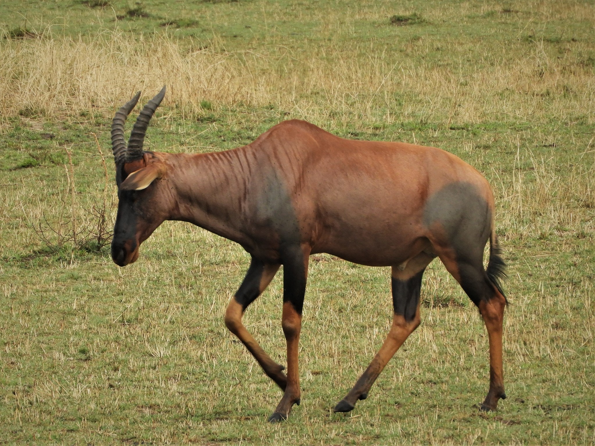 Topi Subspecies Damaliscus Lunatus Jimela Inaturalist Guatemala