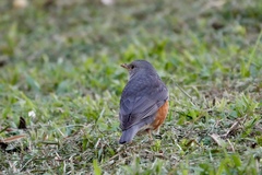 Turdus hortulorum