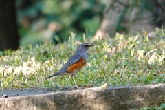 Turdus hortulorum