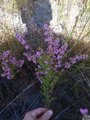 Erica parviflora