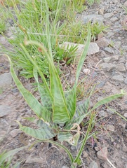 Ledebouria marginata
