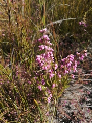 Erica parviflora