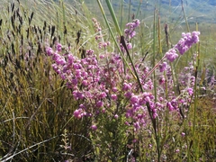 Erica parviflora