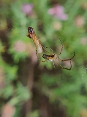 Leucauge festiva