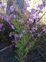 Erica parviflora