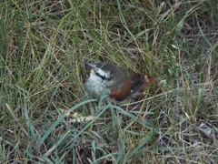 Cranioleuca pyrrhophia