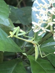Stagmatoptera