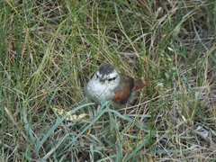 Cranioleuca pyrrhophia