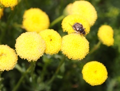 Chrysocoma coma-aurea