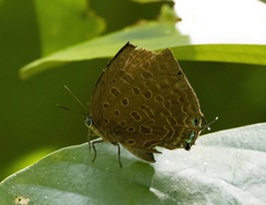 Arhopala aedias