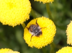 Chrysocoma coma-aurea