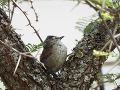 Cranioleuca pyrrhophia