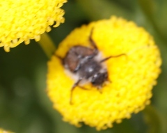 Chrysocoma coma-aurea