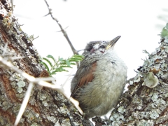 Cranioleuca pyrrhophia