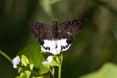 Tagiades ultra