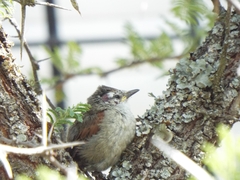 Cranioleuca pyrrhophia