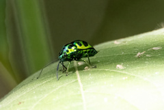 Chrysocoris