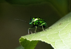 Chrysocoris