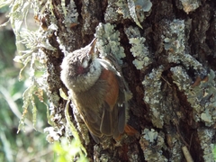 Cranioleuca pyrrhophia