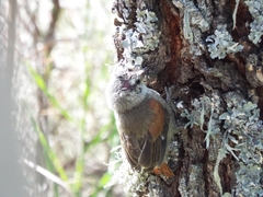 Cranioleuca pyrrhophia