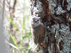 Cranioleuca pyrrhophia