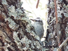 Cranioleuca pyrrhophia