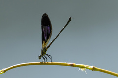 Euphaea aspasia