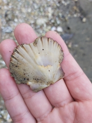 Pecten fumatus