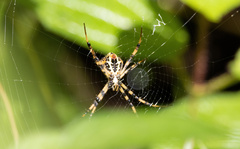 Argiope versicolor