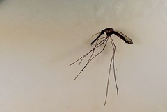 Anopheles bancroftii