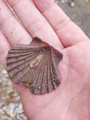 Pecten fumatus