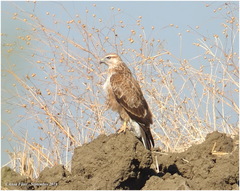 Buteo rufinus cirtensis