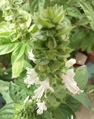 Ocimum tenuiflorum