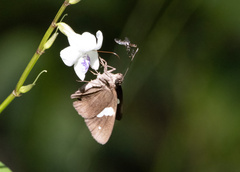 Notocrypta paralysos