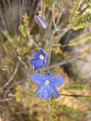 Thelymitra cyanea