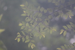 Ziziphus oenopolia