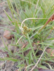 Cyperus uitenhagensis
