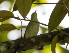 Phylloscopus borealis