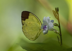 Eurema sari