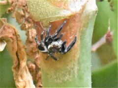 Evarcha denticulata